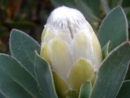 Protea subvestita bud becoming flowerhead